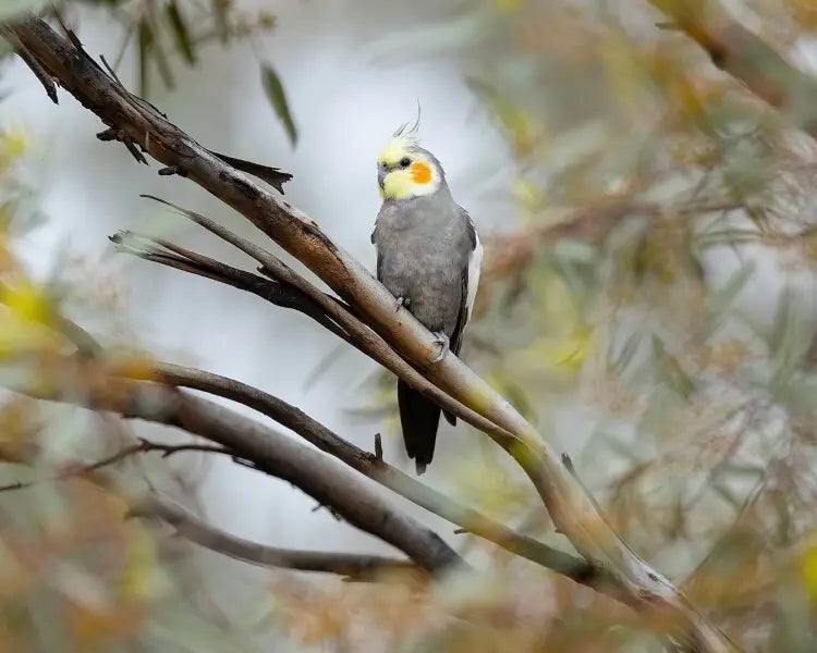 Affectionate cockatiel hot sale