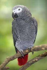 African Grey Parrot: A Feathered Genius of Wit and Charm