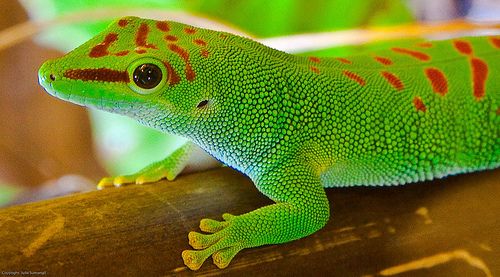 Day Geckos: Captivating Reptiles