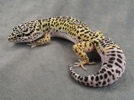 Leopard Geckos: Beautiful and Docile Reptiles
