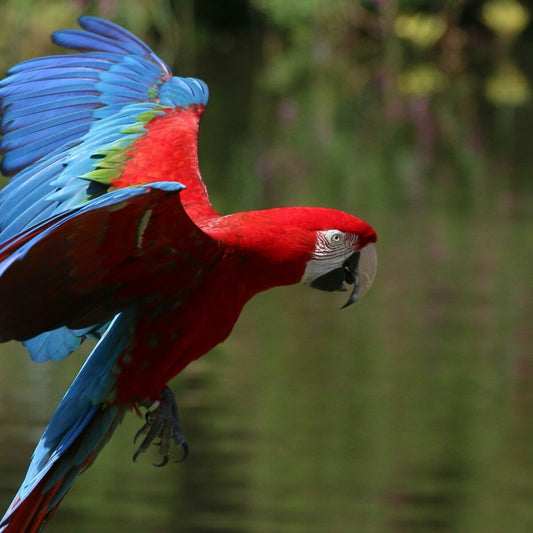 Majestic Macaw: A Splendid Parrot of Vibrance and Charm