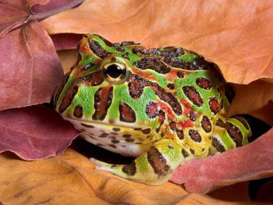Pacman/Horned Frogs: Amphibian Marvels