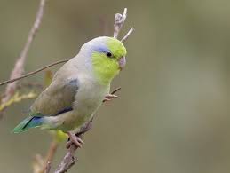 Parrotlets: Pocket-Sized Parrots of Personality and Charm