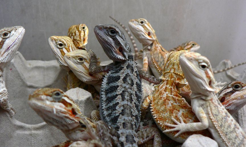 Caring for Pet Reptiles: A Guide to Ensuring their Health and Well-being