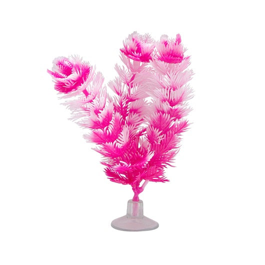 Marina Betta Foxtail Plant with Suction Cup