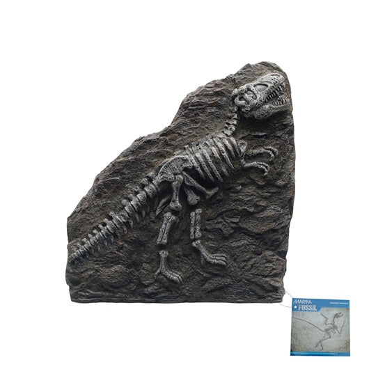 Marina Decorative Fossils (T - REX)