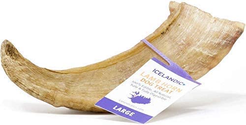 ICELANDIC Lamb Horn Lg