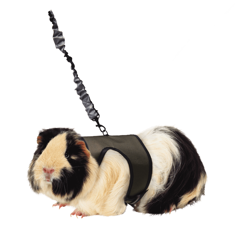Kaytee Comfort Harness & Stretchy Leash Large