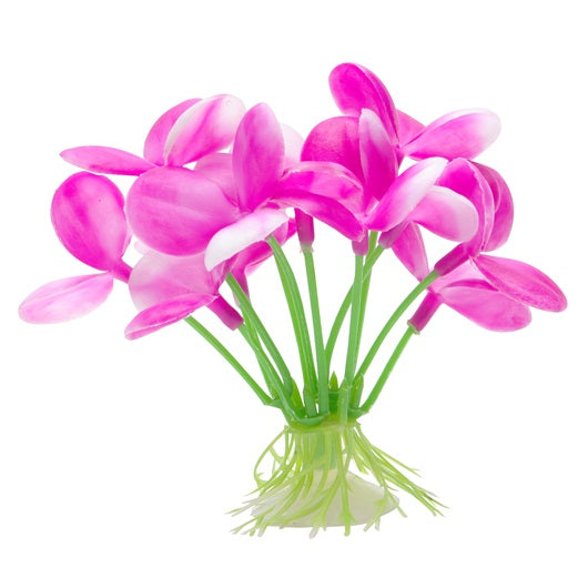 Marina Pink Orchid