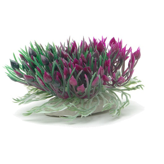 Marina Betta Purple Hearts Shrub