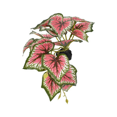 Komodo® Standing Caladium 5" Decorative Plant