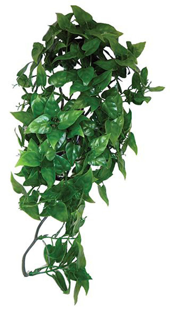 KOMODO Philodendron Hanging Plant 30cm