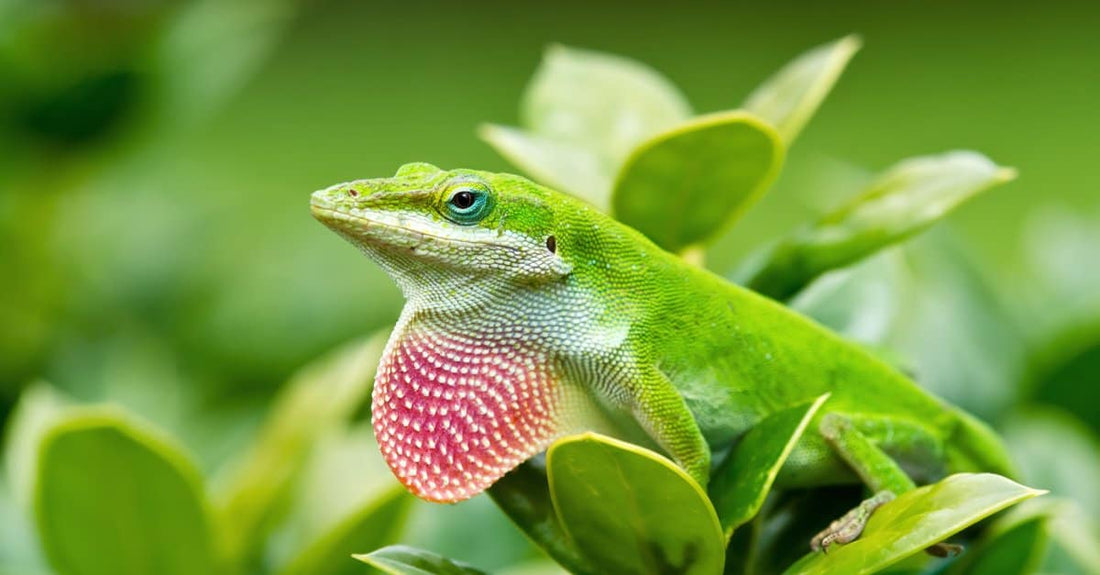 Anoles: Vibrant Colors and Engaging Behaviors
