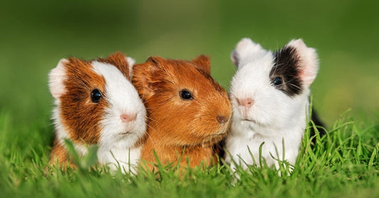 Guinea Pigs: Adorable Companions with Unique Personalities