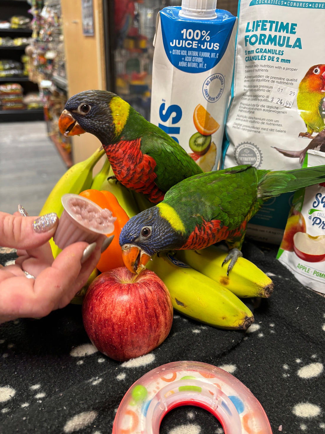 Adorable adoptable pets this Spring 2025!