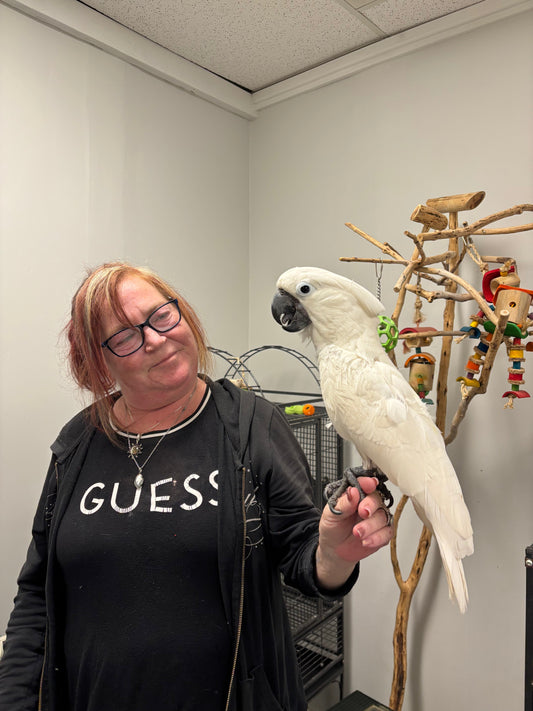 Large Parrot Grooming in Hamilton: Safe, Professional Bird Grooming at The Urban Zoo.