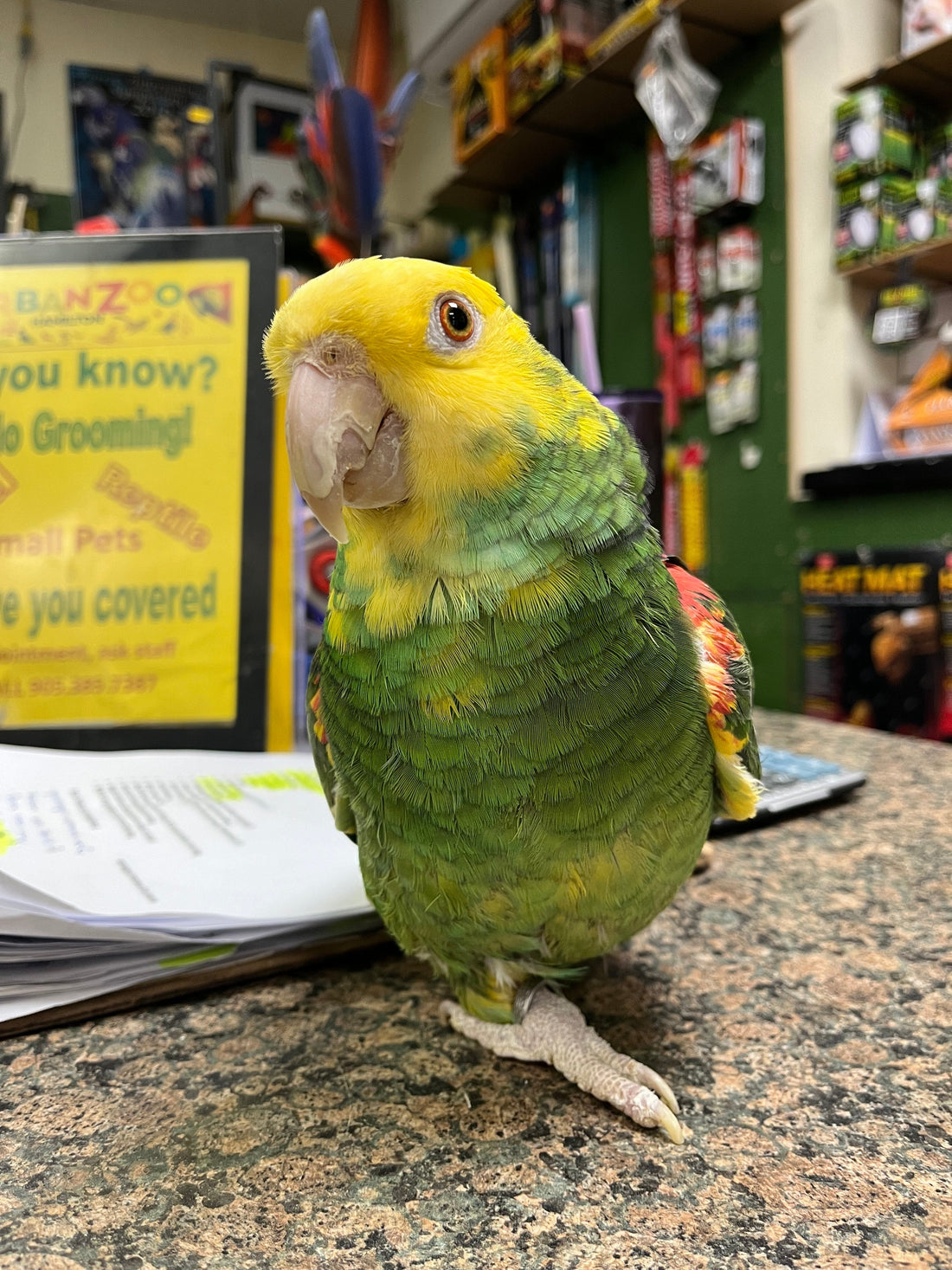 Meet Lady! Our one legged Double Yellow Headed Amazon Parrot