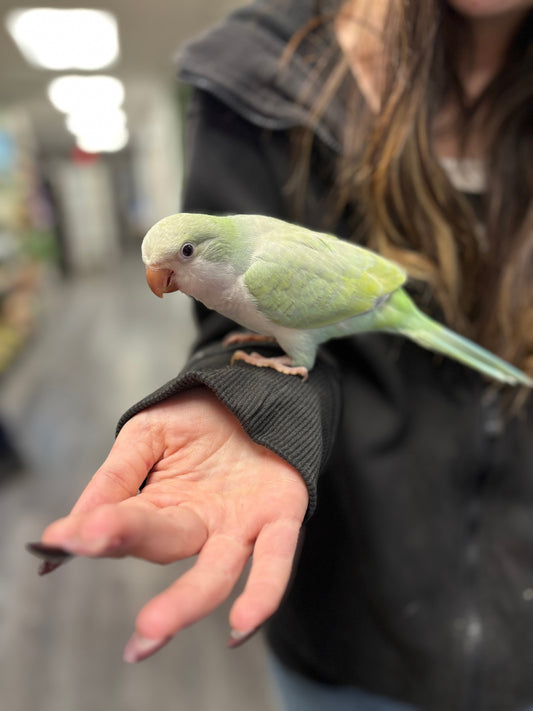 Fresh Faces for Spring: New pets ready for their forever homes