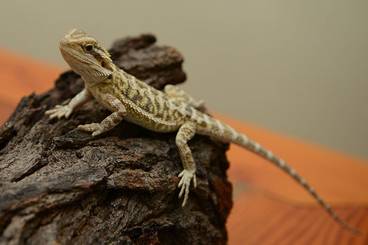 Bearded Dragons: Fascinating Reptile Companions