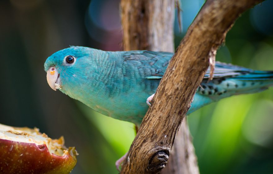 Lineolated Parakeet: A Petite Parrot of Personality and Charm