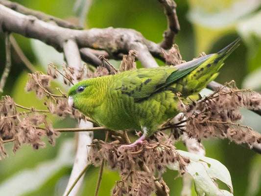 Barred Parakeet: A Colorful Avian Marvel of Nature
