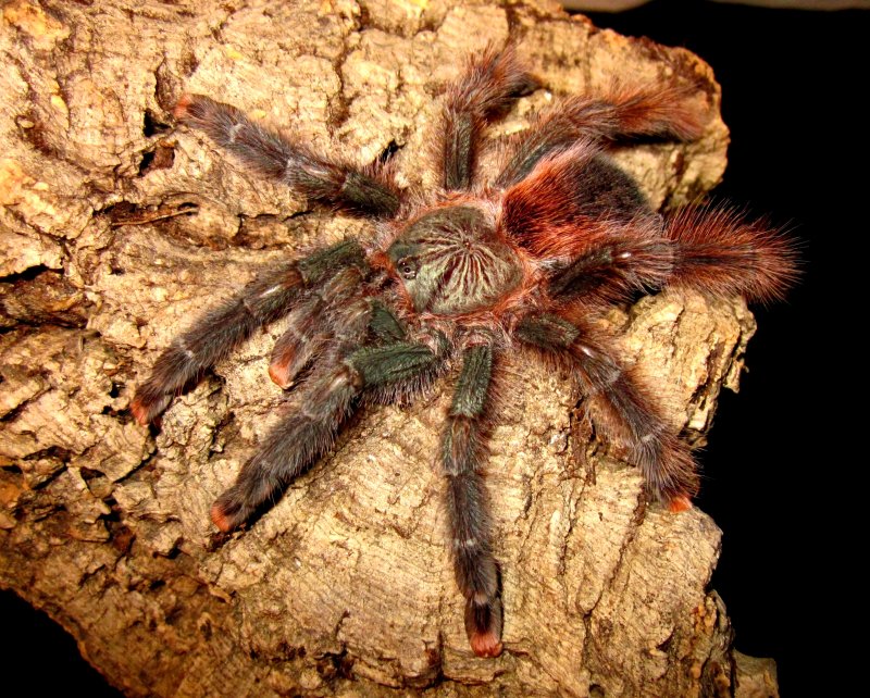 Tarantula: Fascinating World of Pink Toe and Red Knee Species