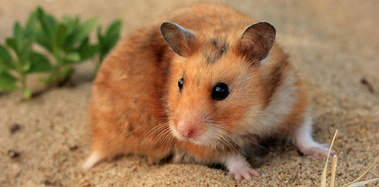 Hamsters: Tiny Furballs of Delight