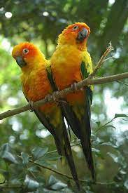 Sun Conures: Radiant Parrots of the Avian World