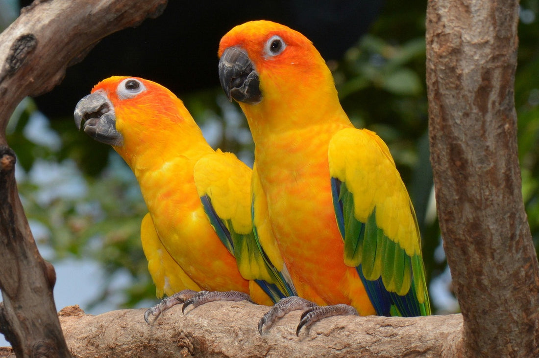 Conures: Charming Companions with Radiant Personalities
