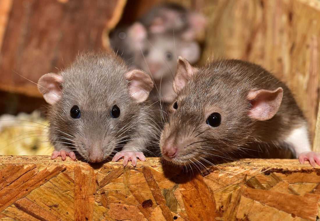 Pet Rats: Intelligent Companions with Whiskers
