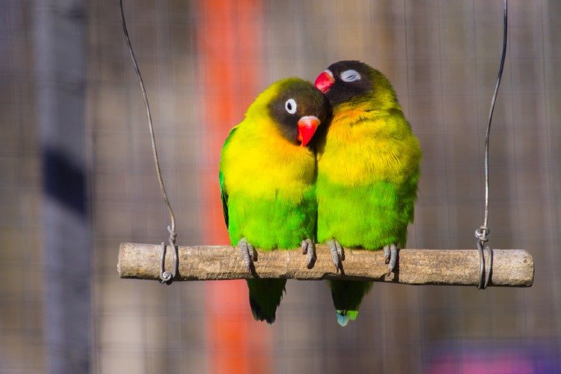 Love Birds: Lively and Affectionate Avian Companions