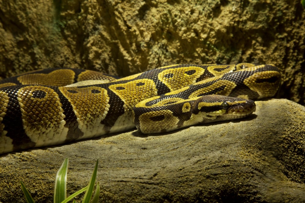 Urban Ball Python Ball Pythons: Fascinating Snakes with Unique Characteristics – The ...