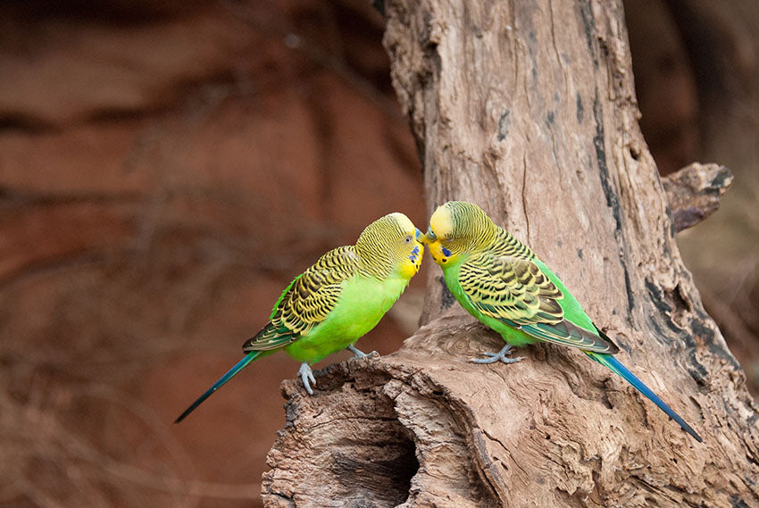 Budgies: Charming and Sociable Feathered Friends