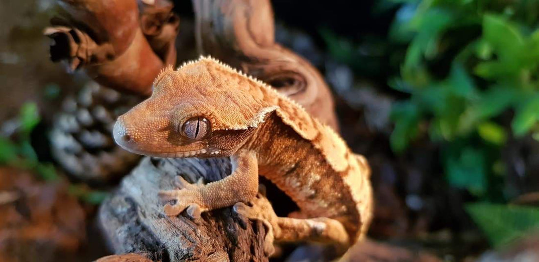 Crested Geckos: Enchanting Reptiles with Unique Characteristics