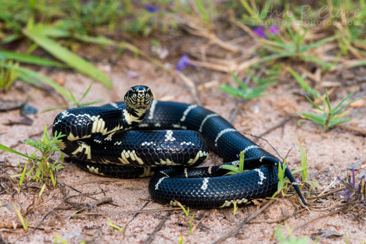 King Snakes: Impressive Serpents with a Diverse Range