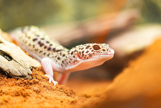 Popular Reptiles as Pets: Exploring Common Choices for Reptile Enthusiasts