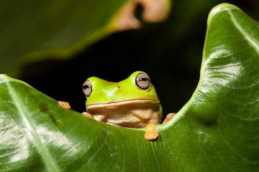 Tree Frogs: Captivating Amphibians of the Canopy
