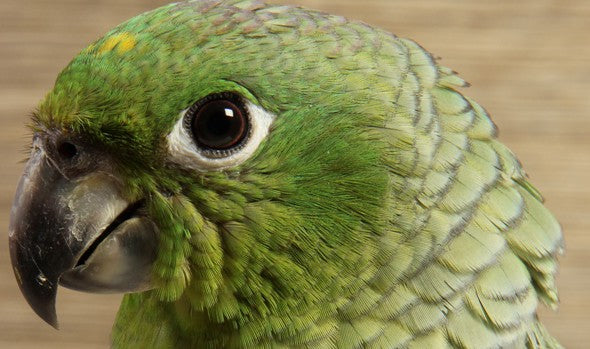 Preparing Your Parrot for Your New Baby