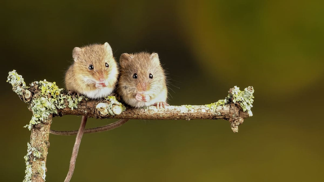 Pet Mice: Tiny Delights of Curiosity