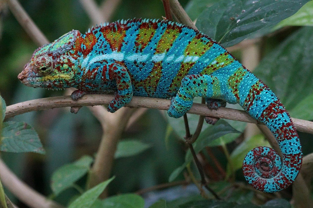 Chameleons: Masters of Camouflage and Adaptation