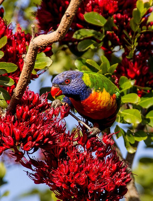 Lorikeets: Colorful and Energetic Parrots with Unique Dietary Needs