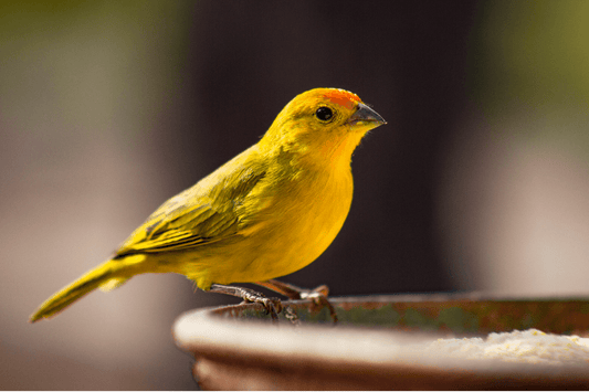Canaries: Melodious Songbirds with Vibrant Plumage