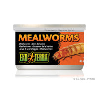 Exo-terra can of meal worms