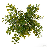 exoterra boxwood plant