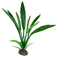 Betta Premium Water Trumpet Plant, 8 in / 20 cm