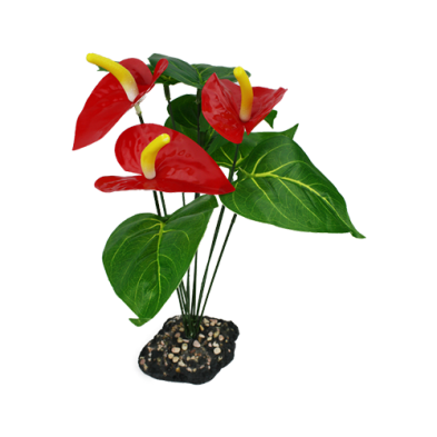 Komodo® Anthurium Bush Decorative Plant