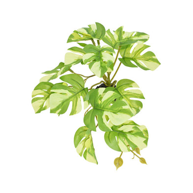 Komodo® Standing Varigated Monstera 5" Decorative Plant
