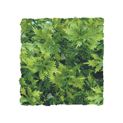 Zoo Med Natural Plants – Australian Maple